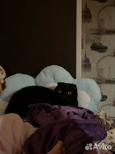 Британский вислоухий кот