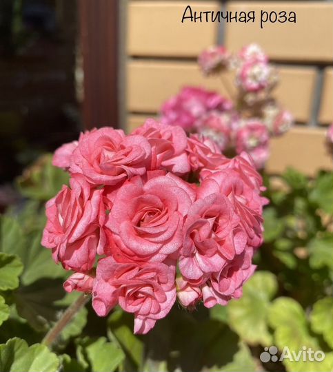 Пеларгония