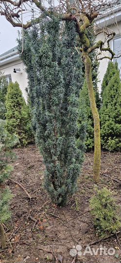 Тис ягодный