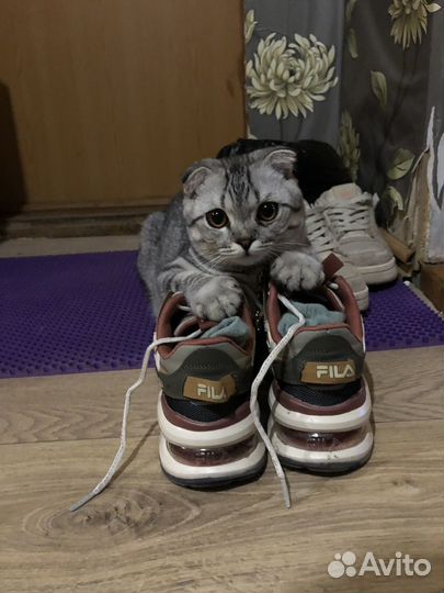 Шотладский кот вязка