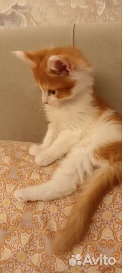 Котята мейн-кун