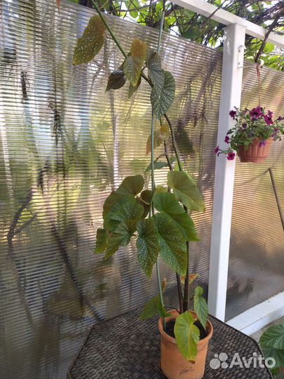 Бегония королевская