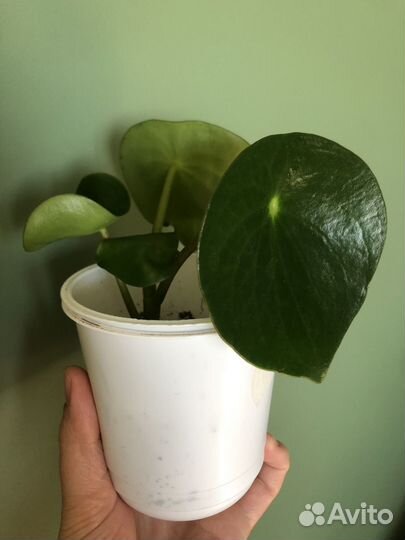 Пеперомия рейндроп raindrop комнатные пилея