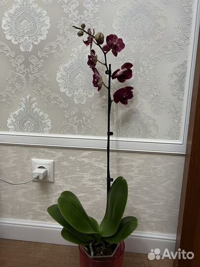 Орхидея фаленопсис кимоно бабочка