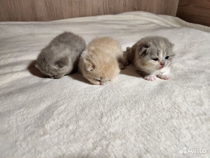 Британская плюшечка