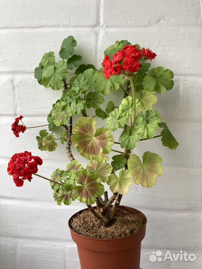 Пеларгония герань сортовая