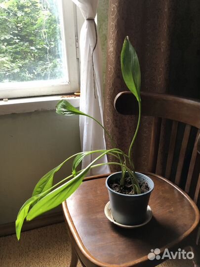 Комнатное растение обмен