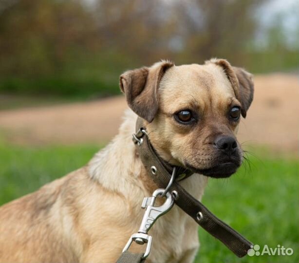 Маленькая собачка Лона в поисках дома