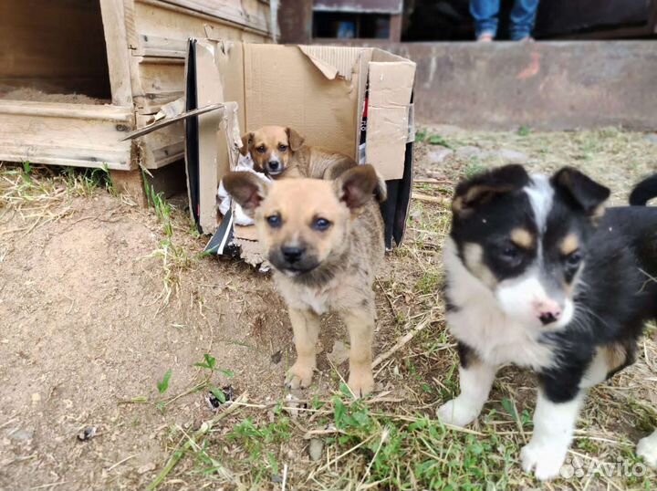 Щенок девочка