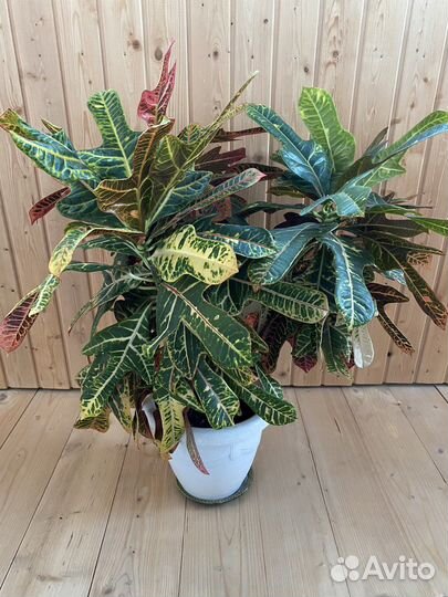 Кодиеум кротон