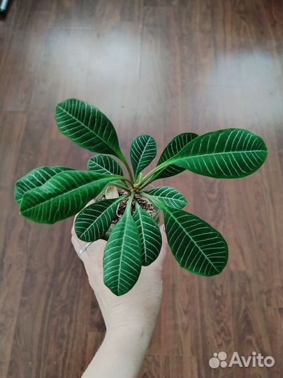 Молочай беложильчатый