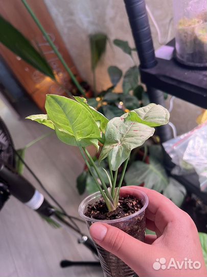 Сингониум конфетти милк