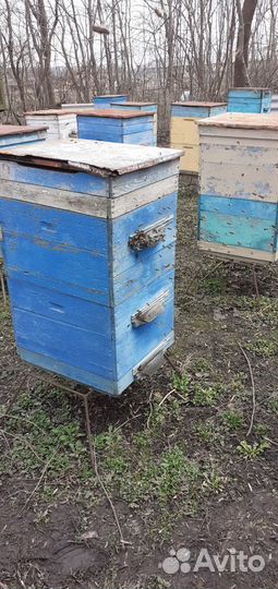 Продаются пчелосемьи,пчелопакеты