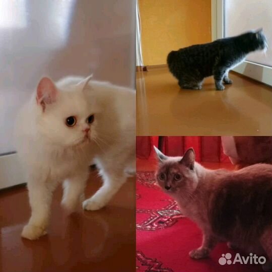 Передержка животных, зоогостиница, временный уход