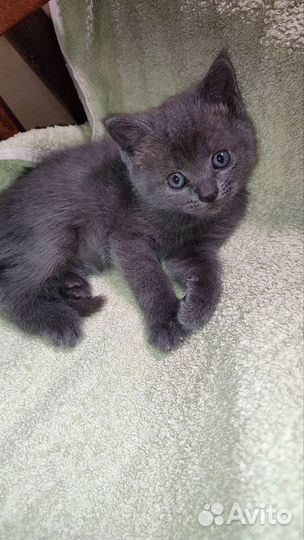 Кошечка маленькая в любящие руки