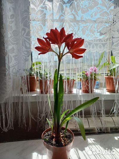 Валотта(Амарилис)