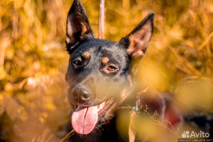 Дружелюбный Антей ищет дом