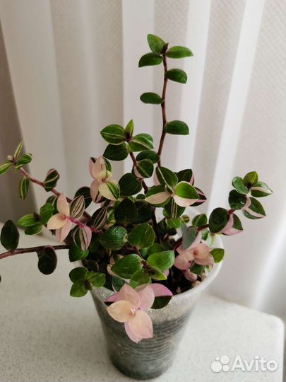 Кализия бьянка