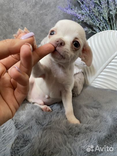 Кремовый малыш