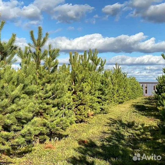 Высокая сосна на участок