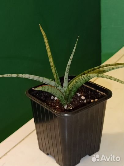 Сансевиерия
