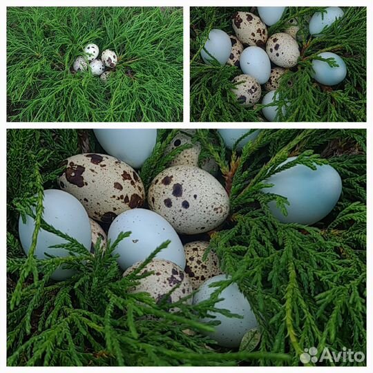 Яйца перепелиные домашние