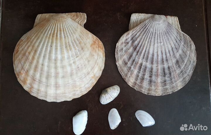 Ракушки раковины