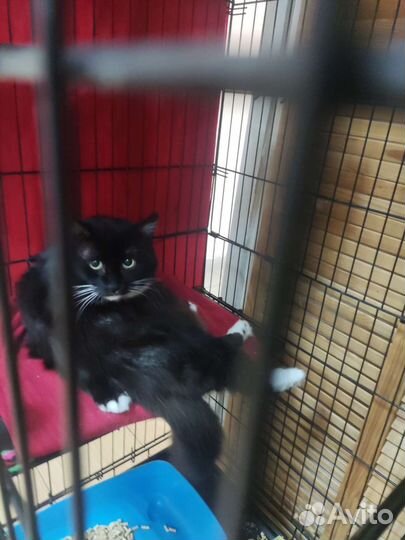 Котик Маркиз