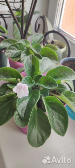 Фиалки свежие бело-фиолетовым цветочками