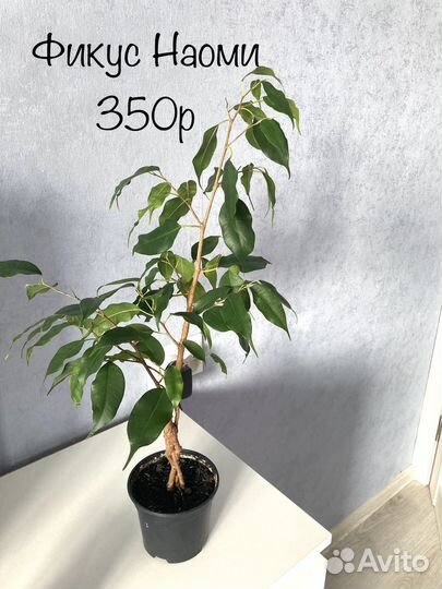 Сингониум Аглаонема алоказия калатея