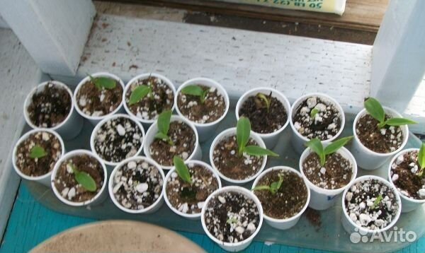 Бананы плодоносящие Питахайя Гранат Циссус Камелия