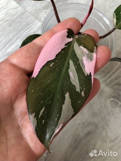 Филодендрон розовая принцесса