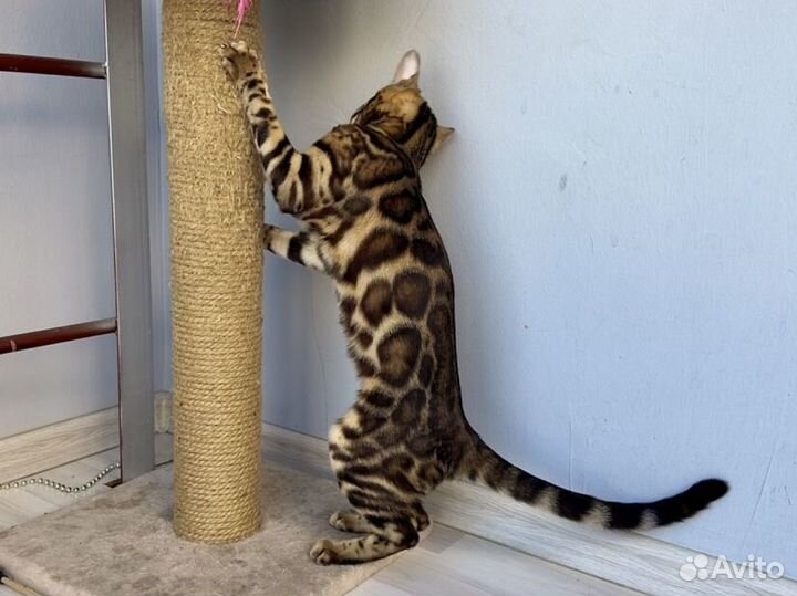 Бенгальский котенок