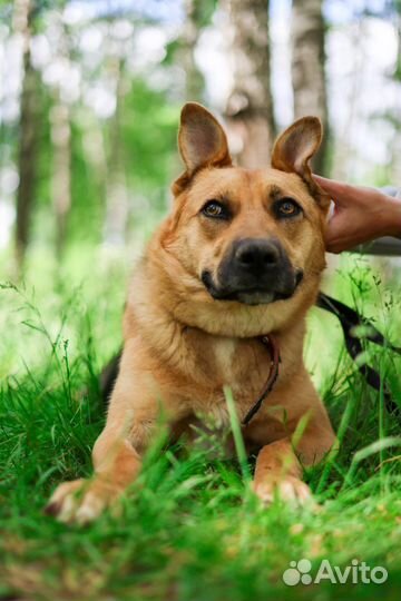 Молодая активная погибает в приюте