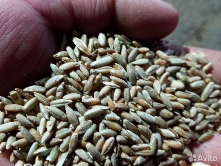 Продаю рожь