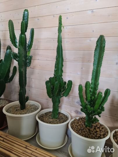 Кактус Мексиканский Эуфорбия Ингенс Молочай