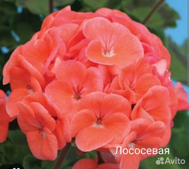 Пеларгония (герань)