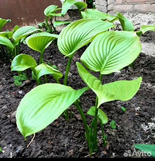 Хоста Функия