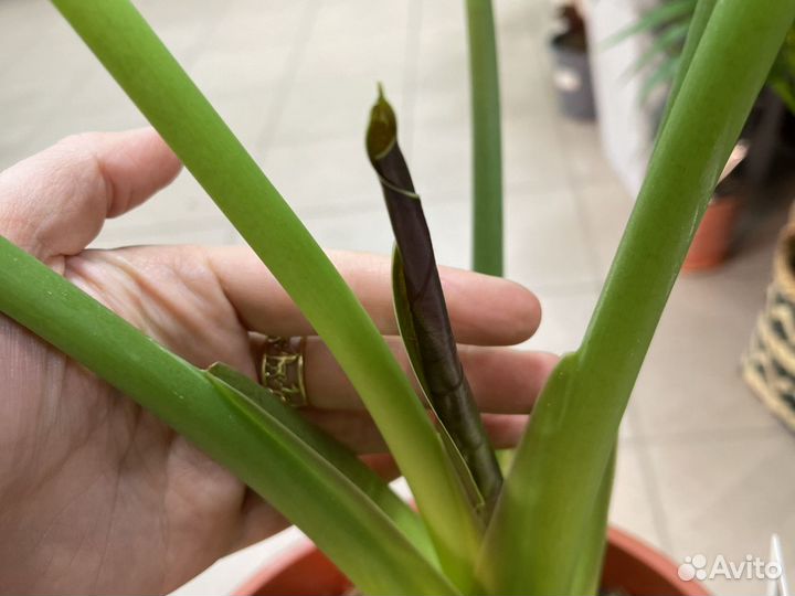 Алоказия венти