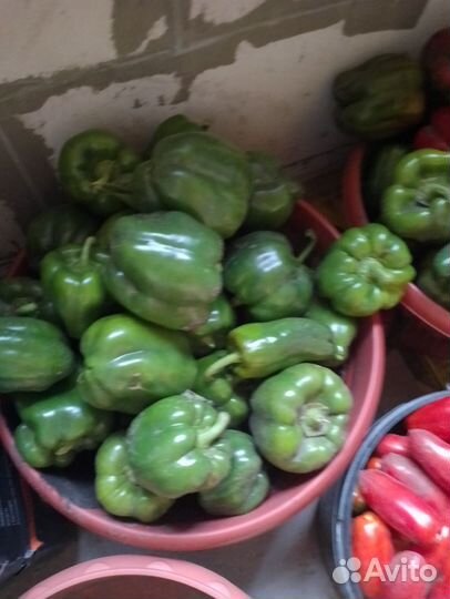 Перец болгарский