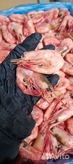 Креветка северная 60-80шт в кг Магаданрыба