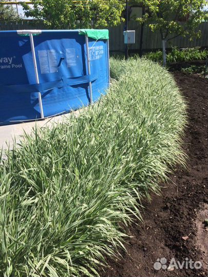 Декоративная трава