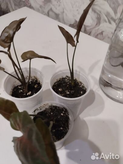 Сингониум(детки),Эпипремнум