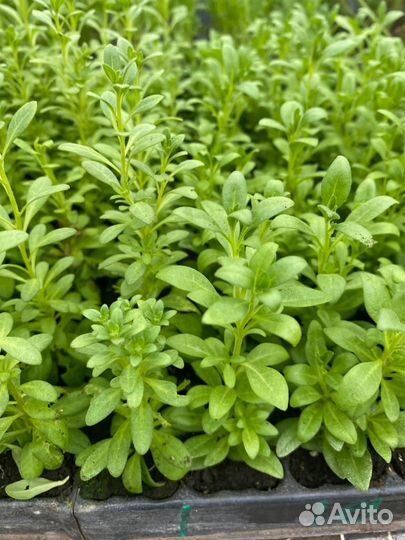 Самые красивые черенки цветов