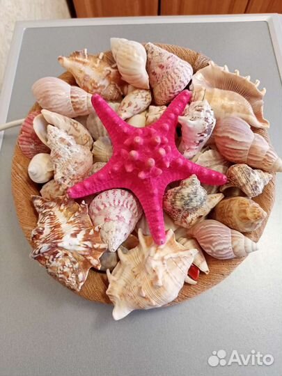 Морские ракушки раковины