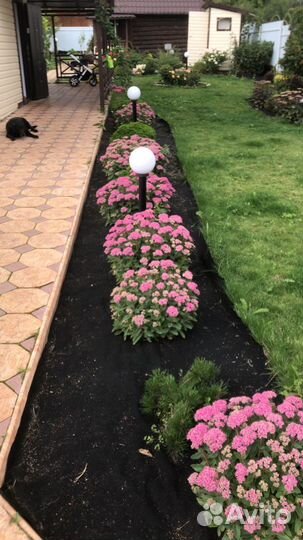 Продаются растения очитки (седумы)