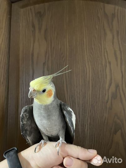 Попугай корелла