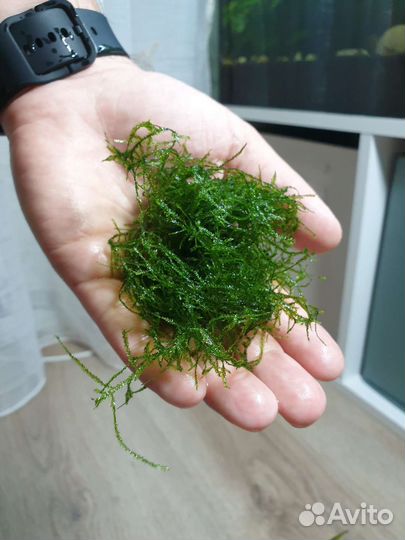 Мох еванский. Украшение для аквариума