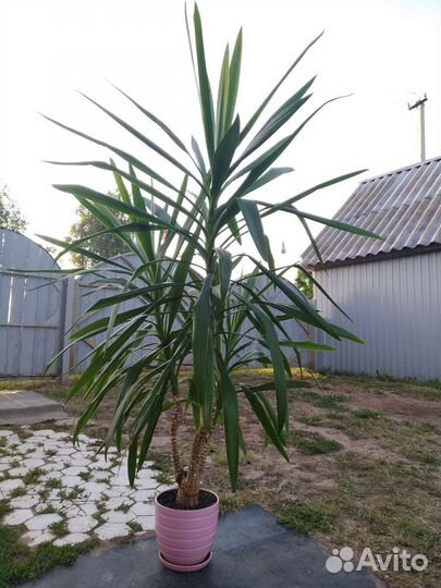 Пальма юкка