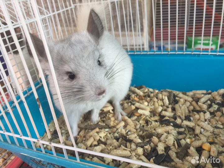 Шиншилла цвет Чёрный бархат,стандарт и пастель